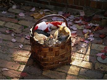 Atlus首次大型粉丝活动“Atlus Fes”6月8日开启 提供现场试玩